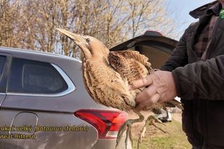 Vzácný pták, kterého lidé našli vyčerpaného na Novojičínsku, se vrátil zpátky do přírody - Novinky